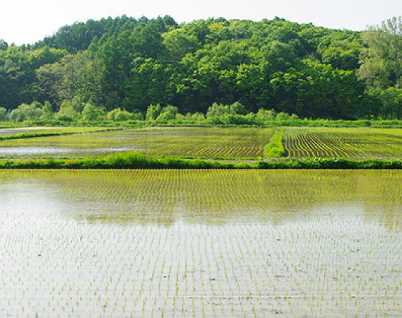 休耕田を使える状態に【田面整備・田面復旧工事】