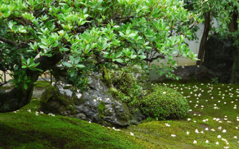 【庭・玄関先】草木や土間を整備したい